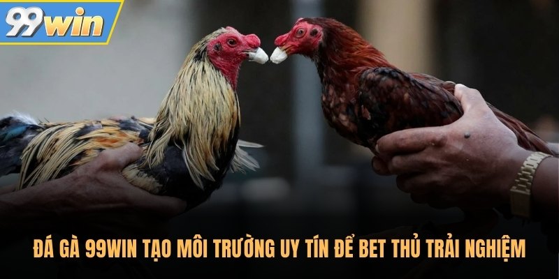 Đá gà 99Win tạo môi trường uy tín để bet thủ trải nghiệm Đá gà 99Win tạo môi trường uy tín để bet thủ trải nghiệm