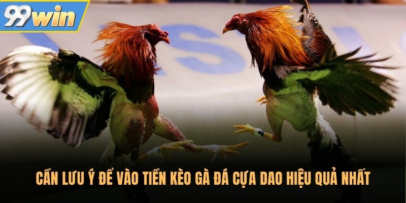 Cần lưu ý để vào tiền kèo gà đá cựa dao hiệu quả nhất Cần lưu ý để vào tiền kèo gà đá cựa dao hiệu quả nhất