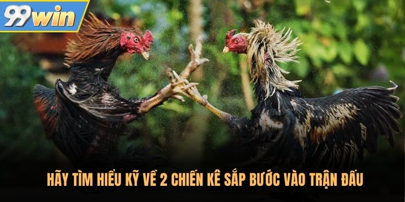 Hãy tìm hiểu kỹ về 2 chiến kê sắp bước vào trận đấu